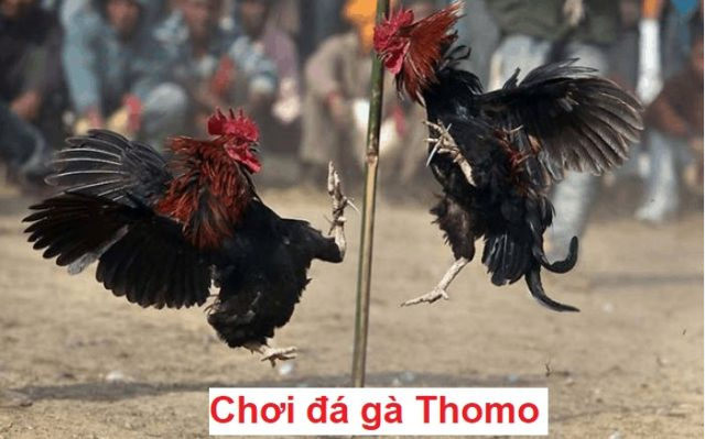 Cách chơi Đá Gà Thomo KO66